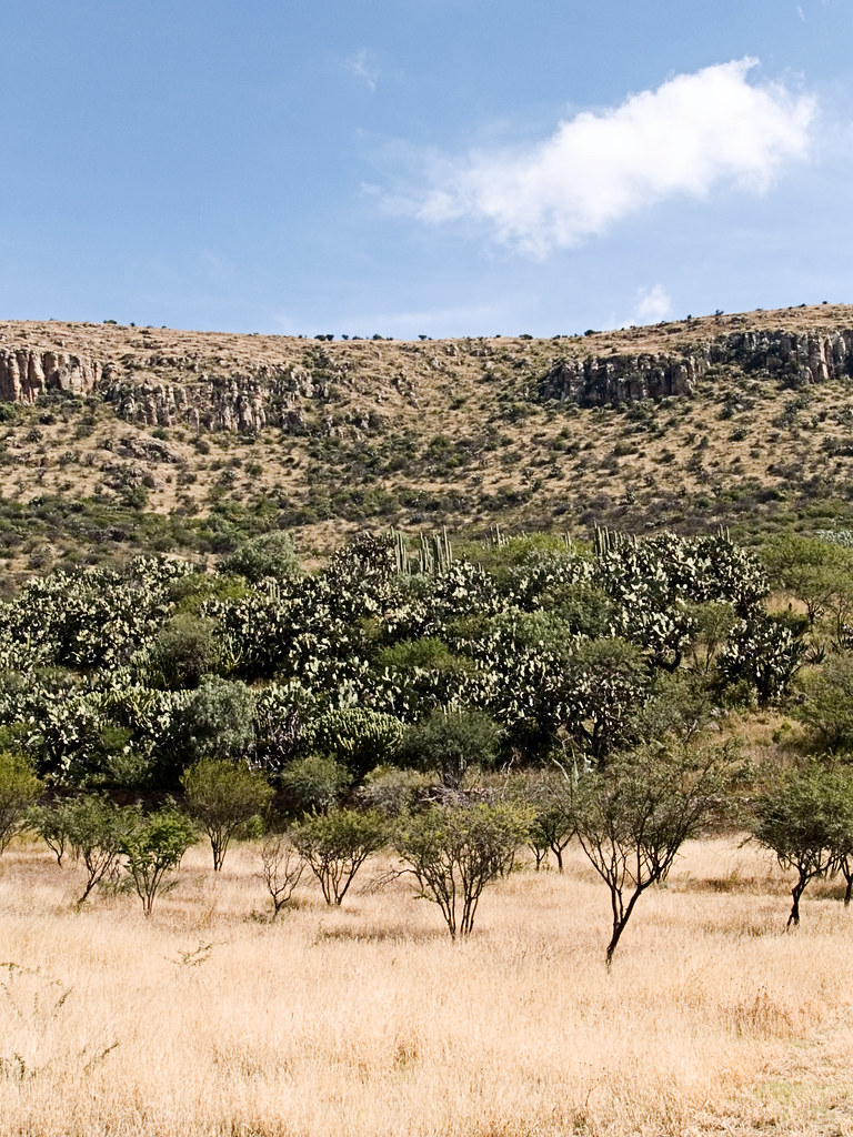 Beautiful hillside of cacti