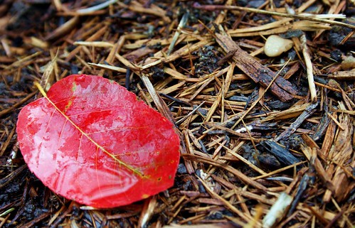 Wet Red Leaf