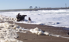 Rex running through sea foam