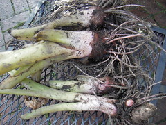 colocasia roots