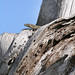 Ibiza - lizard on lookout