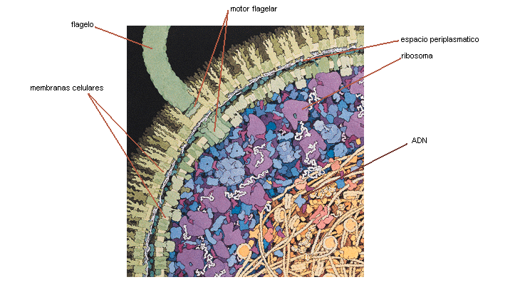 celula procariota estructura. entre celulas procariotas
