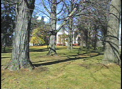 Old Trees Outside The Ingersoll House in Niskayuna, New York.