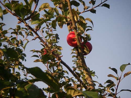 Apple tree closeup