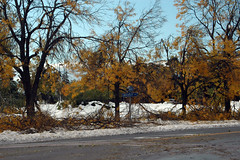 Trees along Main Street in University Heights
