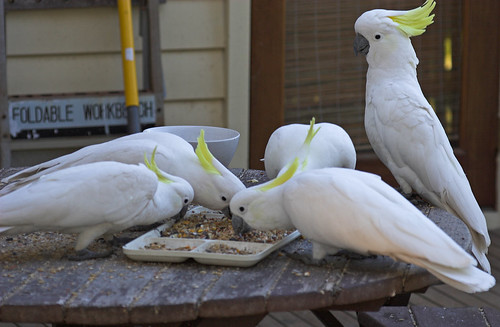 Cockatoos breakfasting
