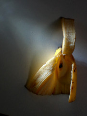 the banana orchid, artwork and photo by zb