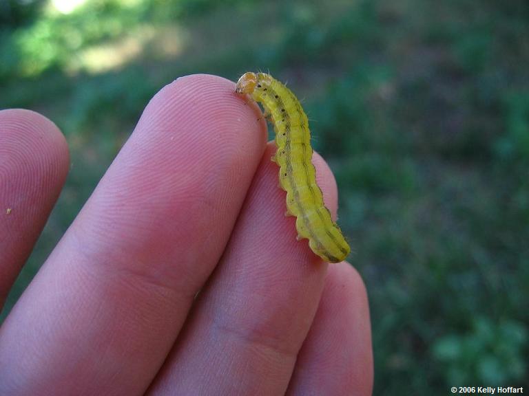 A Caterpillar in Hand