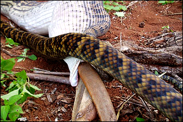Snake Swallowing Kangaroo 11
