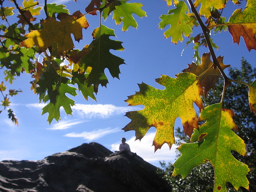 Leaves and stone and sky