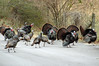 Flock of wild turkeys