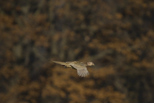 Pheasant (Female)