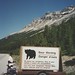 Bear warning sign, Icefields Parkway