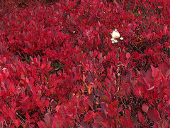 Saxifrage in Blueberry, Autumn