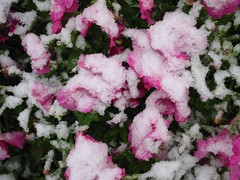Snow on Petunias