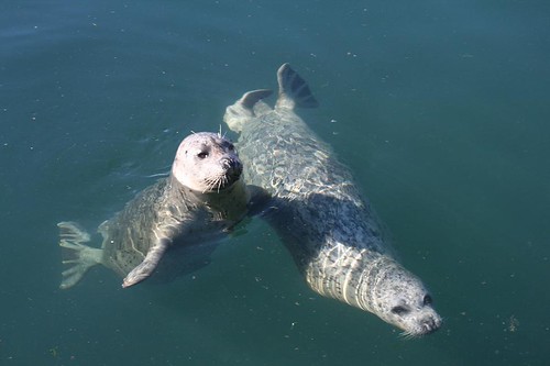 Two begging Seals