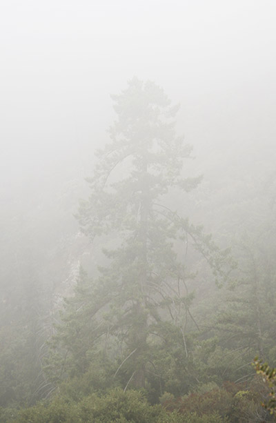 foggy_tree