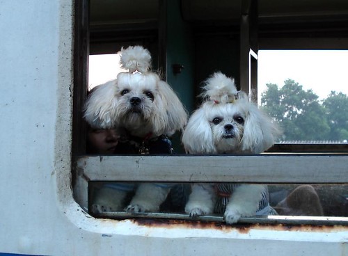 dogs in train window.jpg