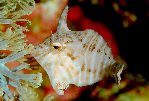 Tread-sail Filefish