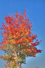 Fall Foliage HDR
