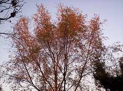 Birch tree in sunlight 3