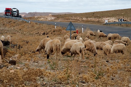 Nomadic Shepherds
