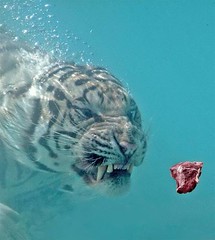 tiger swims