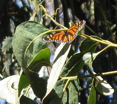 Santa Barbara - Monarch Butterfly grove