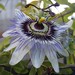 passionflower1