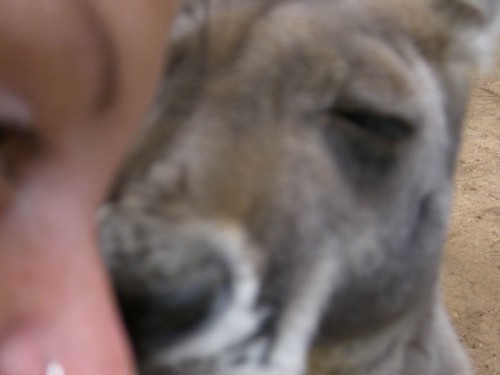 Kangeroo kiss
