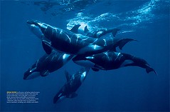 Orcas_ON06_3