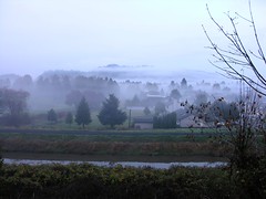 foggy morning walk