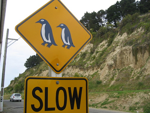 Penguin alert, Oamaru