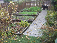 Nov 8 garden