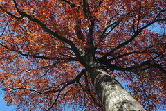 Oak Tree, Flatbush Malls, Buckingham Road