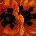 o'keeffe-poppies
