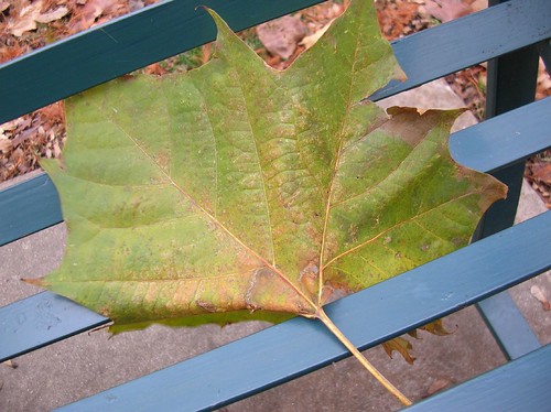 artificially placed leaf