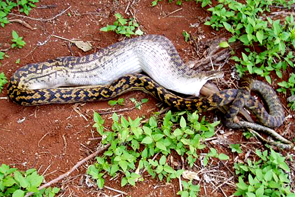 Snake Swallowing Kangaroo 7
