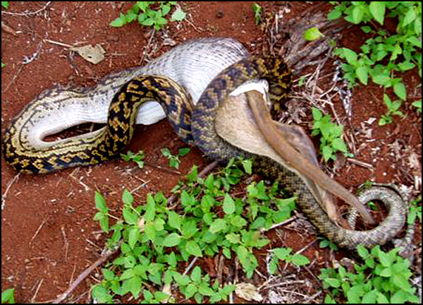 Snake Swallowing Kangaroo 8