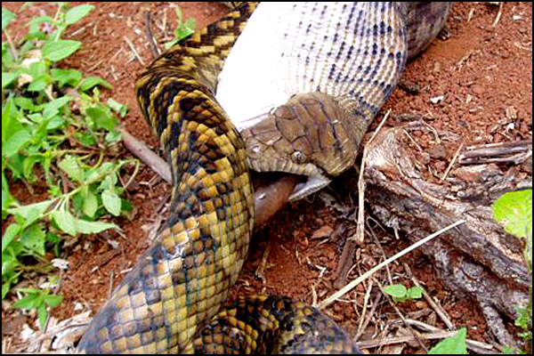 Snake Swallowing Kangaroo 9