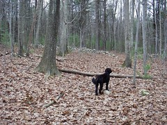 skip in the gray woods