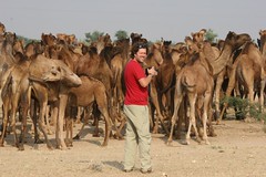 Up close and personal with camels