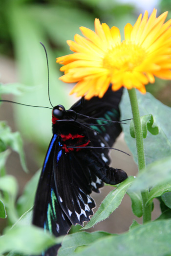 papillon-cameron