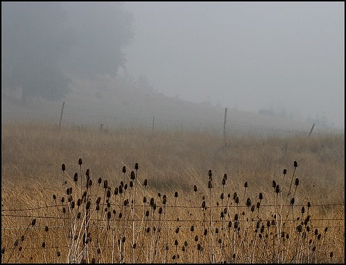 Thistles in Fog