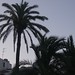 Ibiza - Palm Trees
