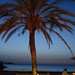 Ibiza - Sa Flama Palm Tree