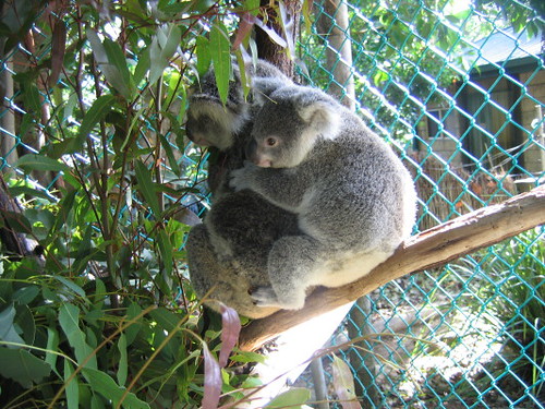 baby_koala_1