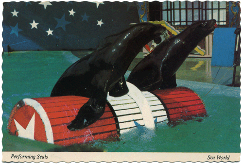 Postcard:  Sea World Performing Seals