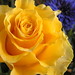 Rose by emaspounder