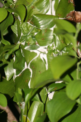 Green ants nest